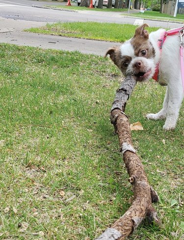 dog with huge stick.