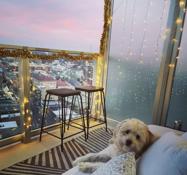 dog on a balcony with fairy lights