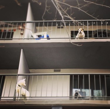 two dogs on stacked balconies looking at each other