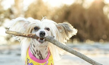 dog with huge stick in mouth.