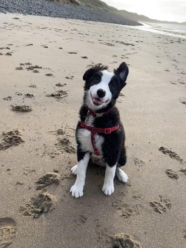 Black and white puppy smiles at the beach