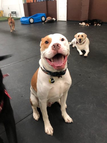 Happy pit bull smiles at doggy daycare