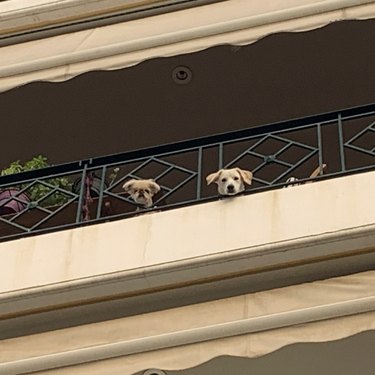 two dogs looking out from a balcony