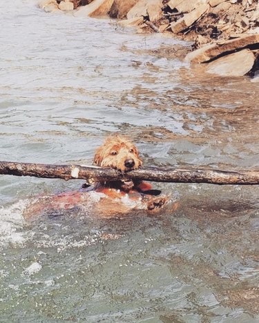 dog in river with big stick.