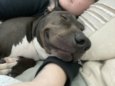 Pit bull smiles while sleeping in person's arms