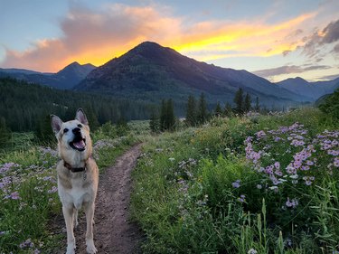 Large dog stands on lush mountain trail surrounded by wildflowers at sunset