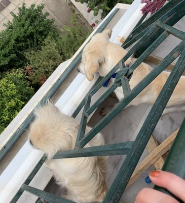 two dogs looking out from a balcony
