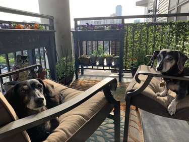 two dogs on cushioned chairs on a balcony