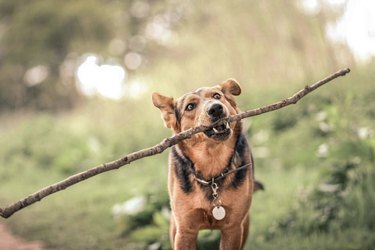 dog with big stick.