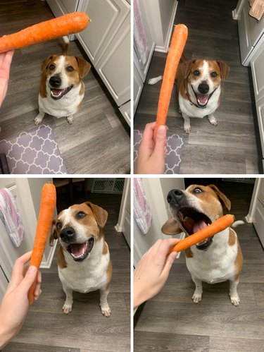 Dog looks really excited to eat carrot