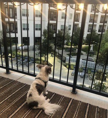 dog looking at the view from their balcony