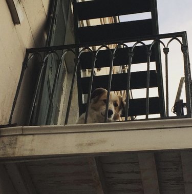 dog looking through balcony railing