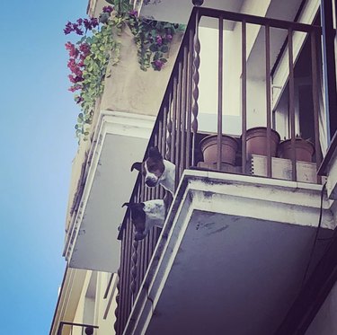 two dogs poking their heads through a balcony railing