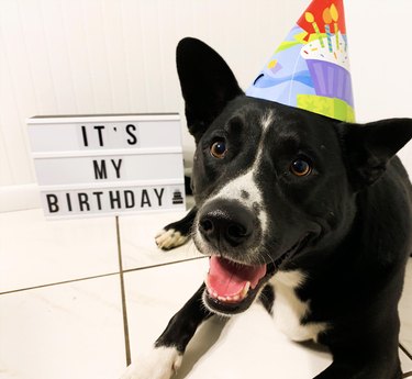 Black and white dog wears birthday hat and a sign says, 'It's My Birthday'