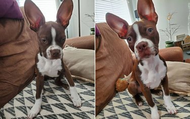 Puppy with huge ears