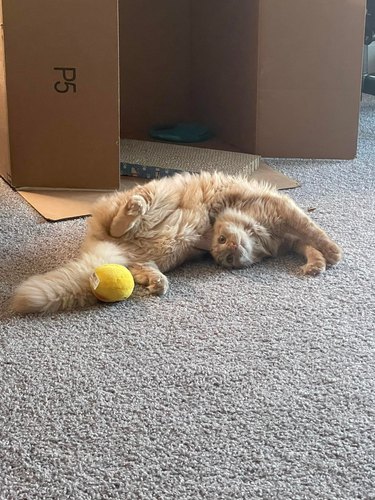 An orange cat is twisted like a pretzel, and is playing with a yellow ball.