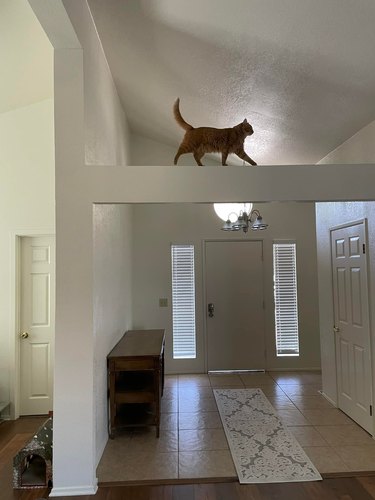 Orange cat struts accross a wall lintel at home.