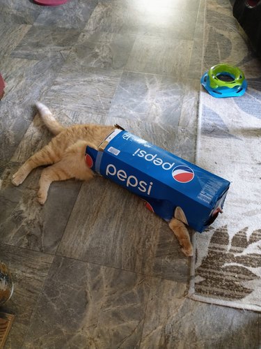 Orange cat crawling through a Pepsi box.