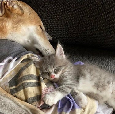Kitten and dog sleeping together on couch