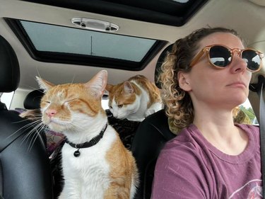 Orange cats ride in car with woman, with one in the front seat and the other in the back.
