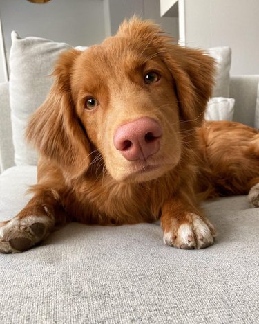 Nova scotia duck tolling retriever