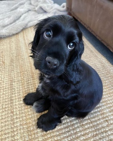 Black puppy with big puppy dog eyes