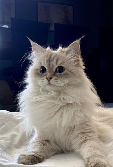 Fluffy white kitten on bed