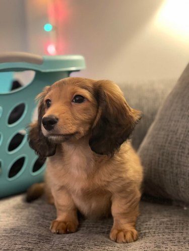 Long haired Dachshund puppy on couch