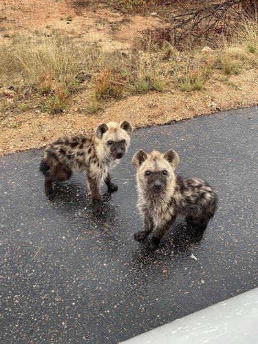 Two hyena cubs on an asphalt road