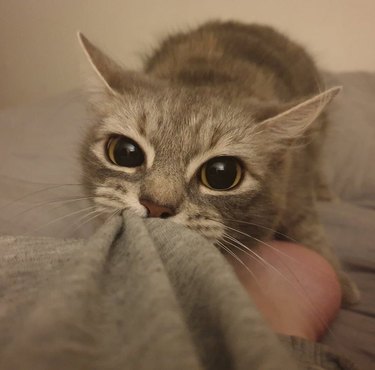 Cat pulling blanket away from human's foot