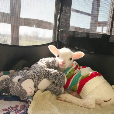 Lamb in a sweater cuddling with stuffed animal