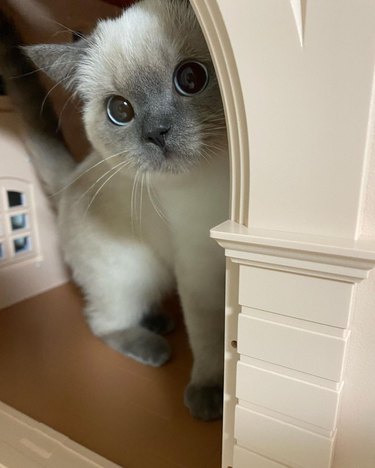 Kitten in a dollhouse