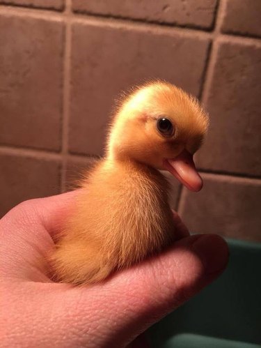 Yellow duckling