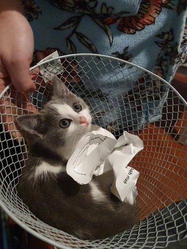 Kitten in a trash can