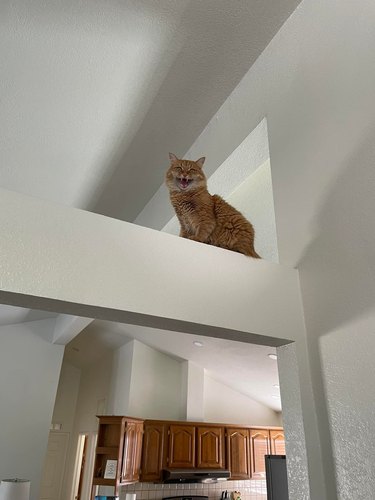 Orange cat meowing and staring down from a wall lintel.