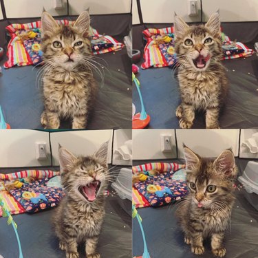 Kitten making funny faces