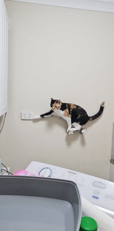 Calico cat balances on a delicate perch on a wall.