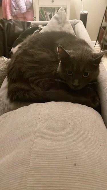 gray cat climbs onto persons's lap