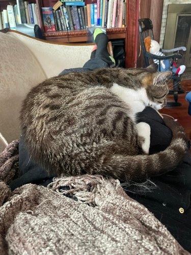 after 5 years of living together, cat finally sits on man's lap