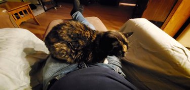 tortoiseshell cat climbs onto man's lap for first time