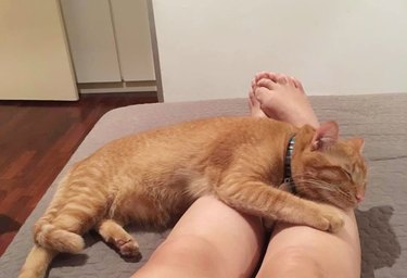 orange cat won't sleep on woman's lap but will sleep on her ankles