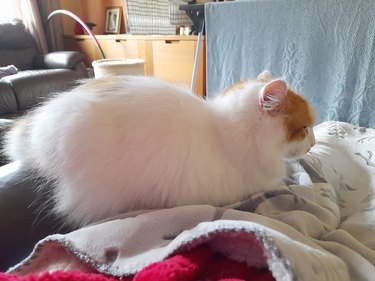 orange and white cat sleeps on owners for lap for first time