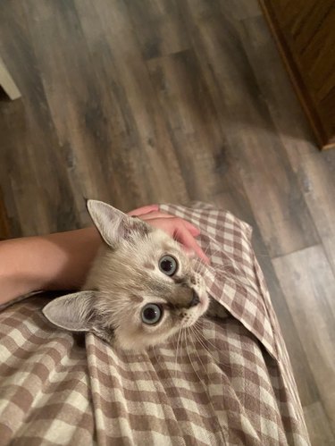 A kitten is looking up at the camera from inside a person's pocket.