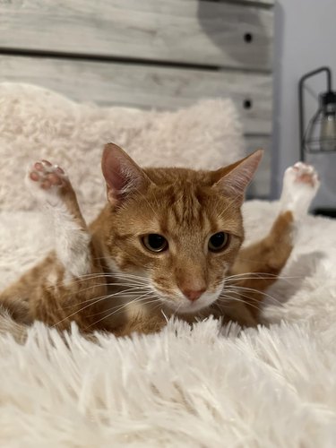 An orange cat has their rear legs sticking up in air like rotisserie chicken.