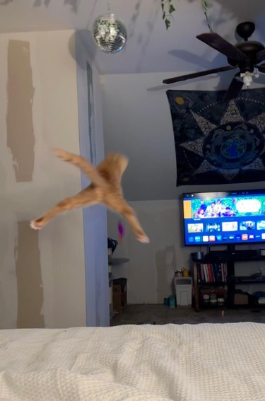 An orange cat is doing a split while leaping in the air.