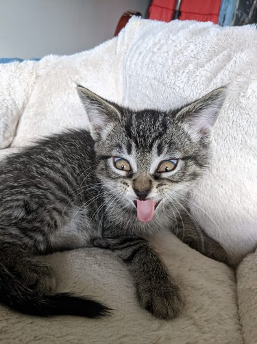A kitten is sticking out their tongue.