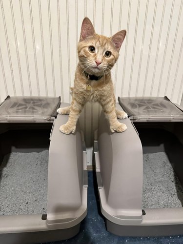 An orange cat is standing on two litter boxes that are side by side.