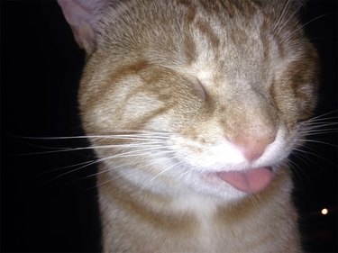 Cat sticks its tongue out while sneezing