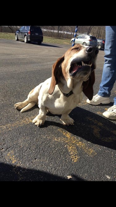 Basset hound sneezes in a parking lot