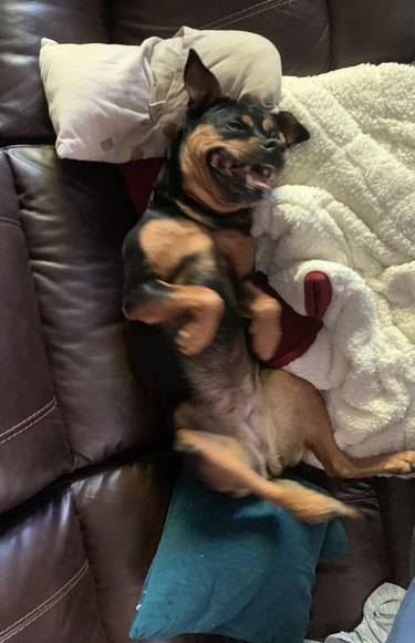 Dog mid-sneeze shows belly on leather couch